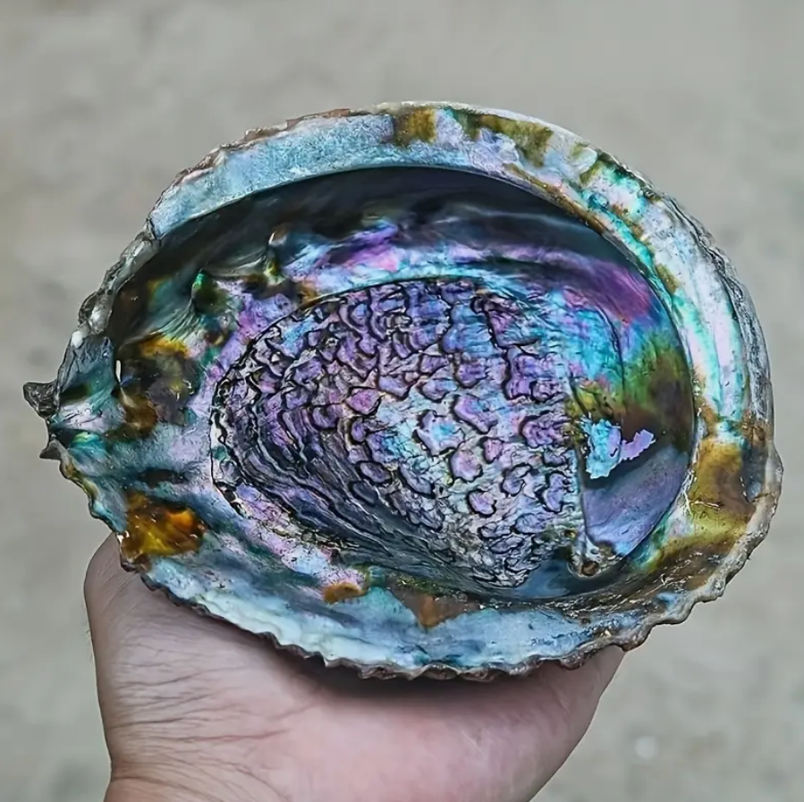 The Mermaid's Offering Abalone Shell Incense Dish