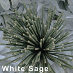 Organic White Sage Incence Sticks / 10 Sticks