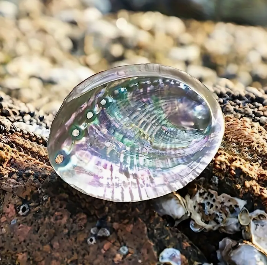 The Mermaid's Offering Abalone Shell Incense Dish